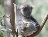 Koala Daycare